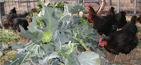 greens and chickens