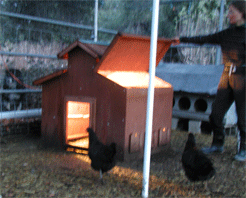 light in henhouse