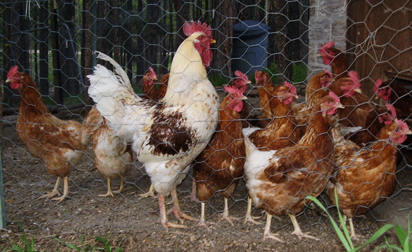 Jim's chickens